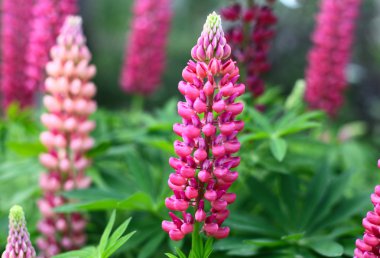 çiçek açan lupin çiçekler