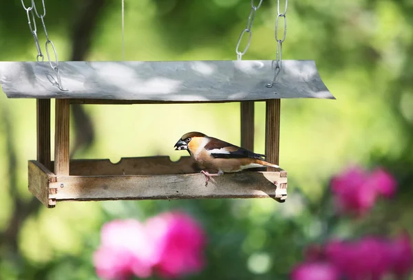 Kuş besleme yuvasına bir Bahçe — Stok fotoğraf