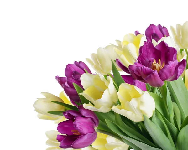 Bukett från gul och lila tulpaner isolerad på vit — Stockfoto