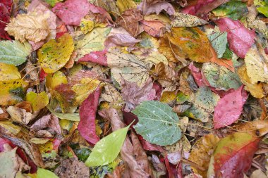 Sonbahar Yaprakları