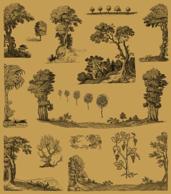 yaşlı ağaçlar illüstrasyon