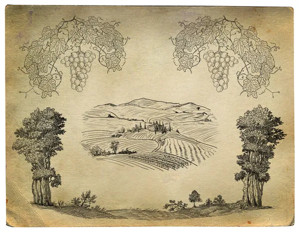 Ilustração da vinha — Fotografia de Stock