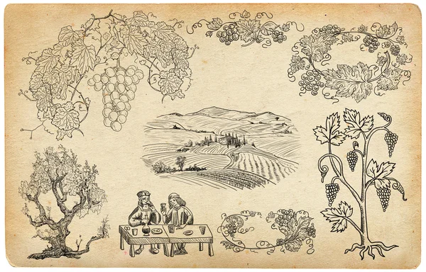 Виноградник ілюстрація — стокове фото