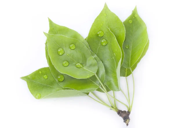 Pear leaves — Stock Photo, Image