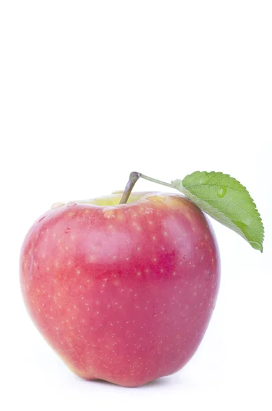 Apple frukt — Stockfoto