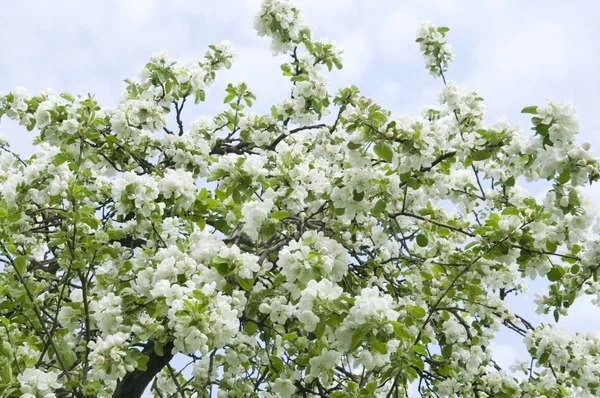 Apple tree — Stock Photo, Image