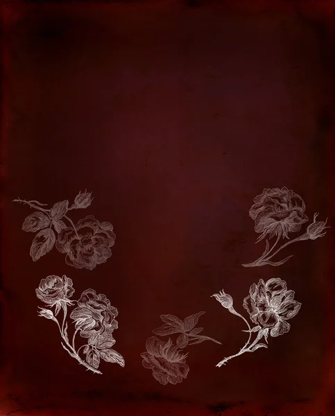 Old rose illustration — Stock Photo, Image