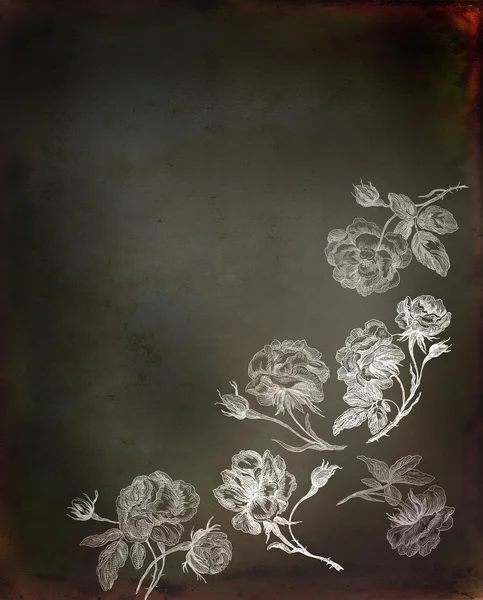 古いバラの図 — ストック写真