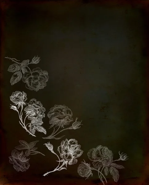 Old rose illustration — Stock Photo, Image