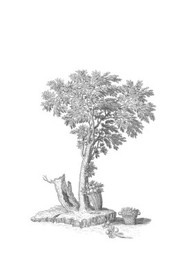 Ağaç Resimleri