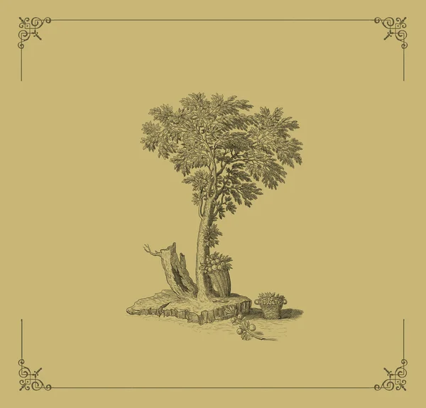 Stare drzewo ilustracja — Zdjęcie stockowe