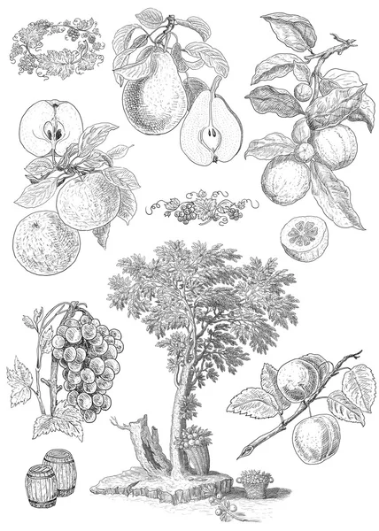 Old tree illustration — Stock Photo, Image