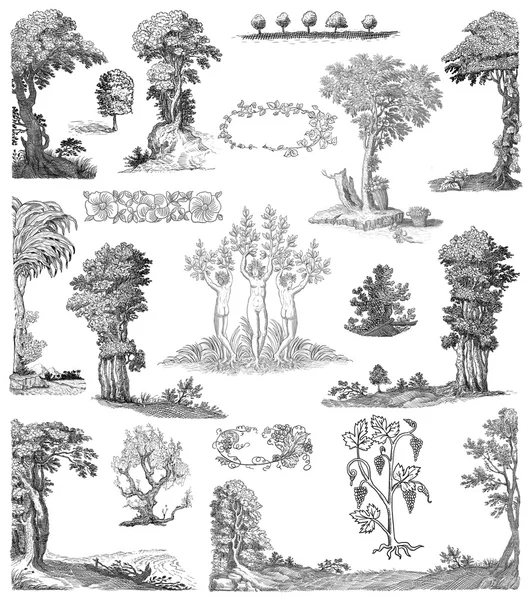 Old trees set illustration — Stock Photo, Image