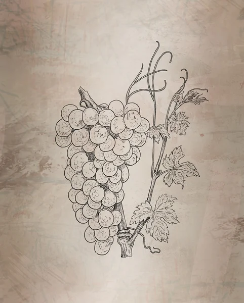 Grapes illustration — Stock Photo, Image