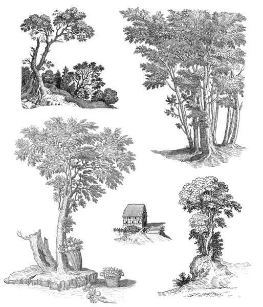 Old tree set illustration — Stock Photo, Image