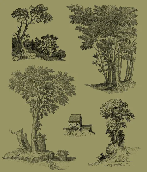 Ancienne illustration de jeu d'arbres — Photo