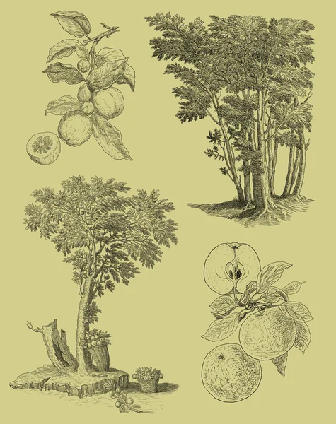 Old tree set illustration — Stock Photo, Image