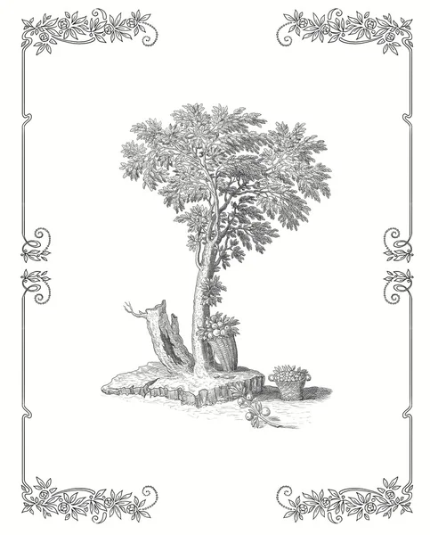 Ilustración del árbol viejo —  Fotos de Stock