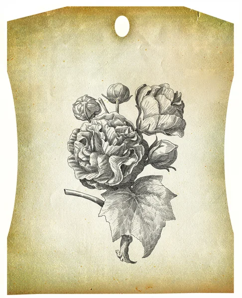 Ilustración floral — Foto de Stock