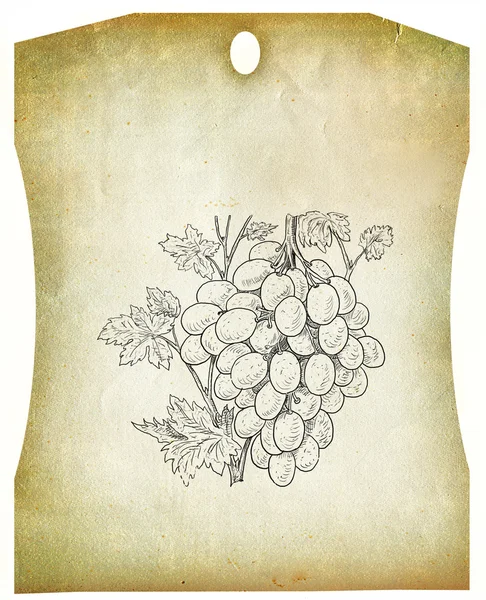 Grapes illustration — Stock Photo, Image