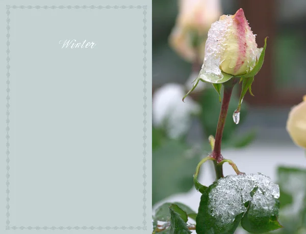 バラ凍結 — ストック写真