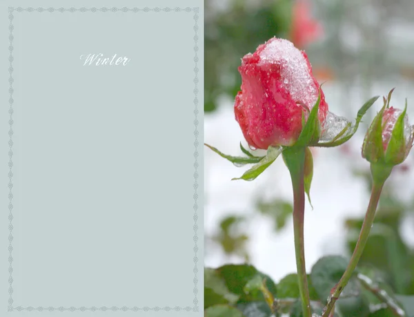 バラ凍結 — ストック写真