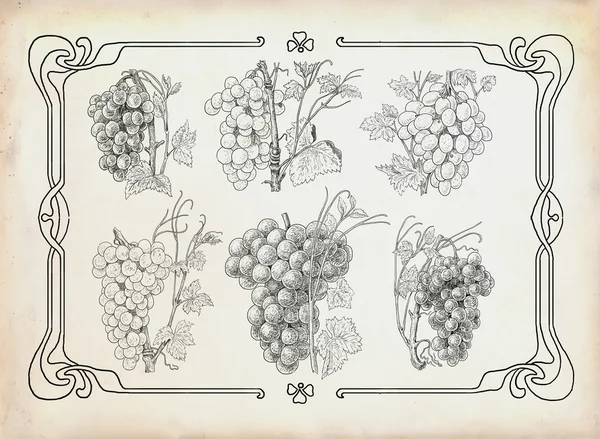 Grapes illustration — Stock Photo, Image