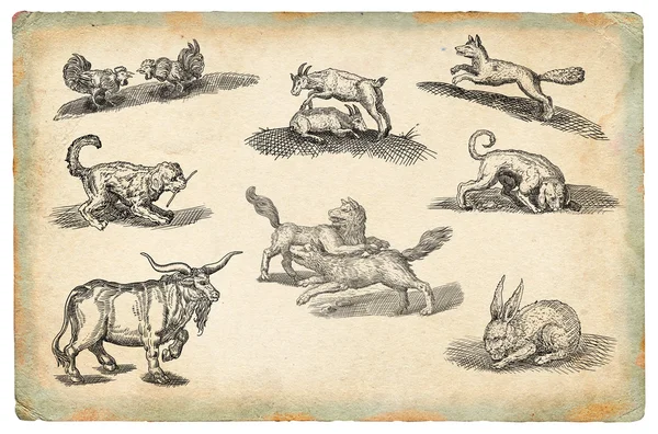 Tiere setzen Illustration — Stockfoto
