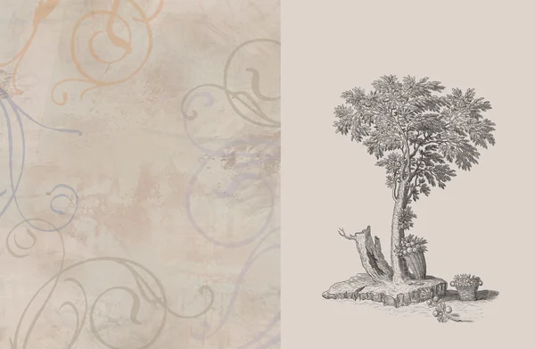Старая иллюстрация деревьев — стоковое фото