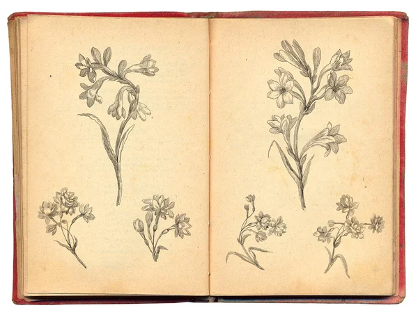 Libro viejo con ilustración de flores — Foto de Stock