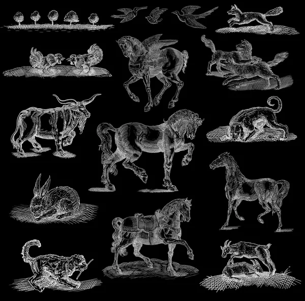 ชุดภาพประกอบสัตว์ — ภาพถ่ายสต็อก