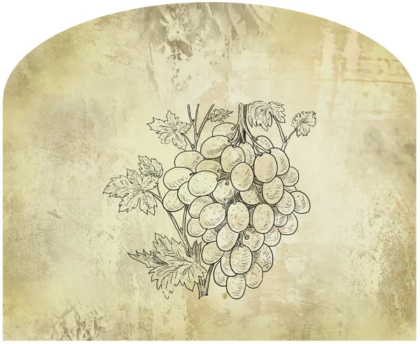 Grapes illustration — Stock Photo, Image