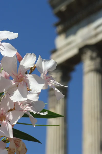 Rome forum — Stock Photo, Image