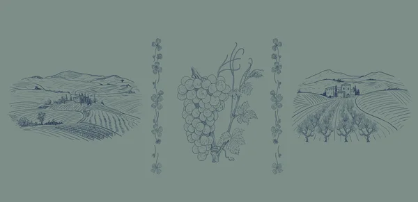 Wine illustration