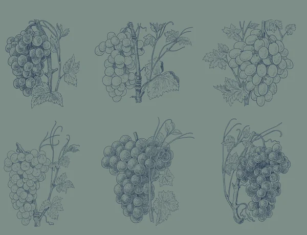 Illustrazione vino — Foto Stock