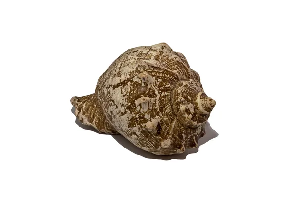 Large marine cockleshell on a white background — Stock Photo, Image