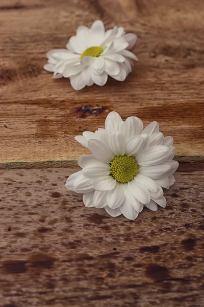 Beautiful flowers of chamomile — Stock Photo, Image