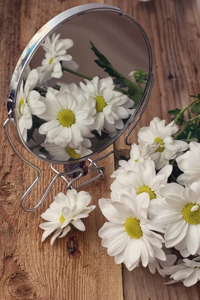 Hermosas flores de manzanilla — Foto de Stock