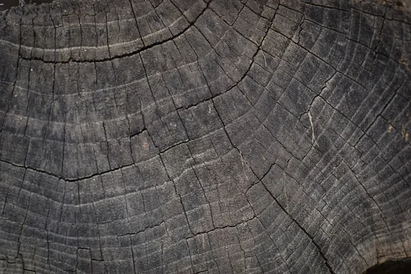 La textura es un árbol — Foto de Stock