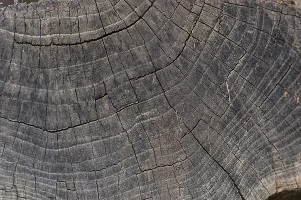 Texture is a tree — Stock Photo, Image