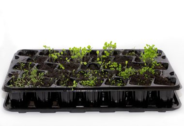 Bahar filizi bitkiler