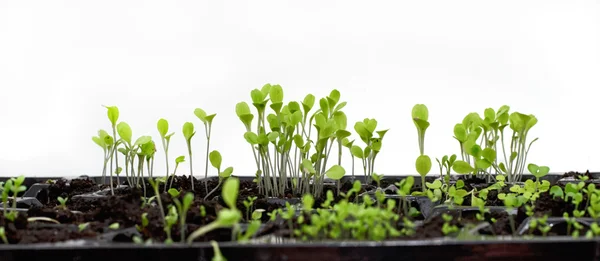 Spring sprouts of plants — Stock Photo, Image