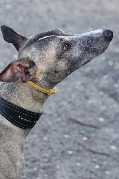 Ett tamdjur är hund. hängivenhet — Stockfoto