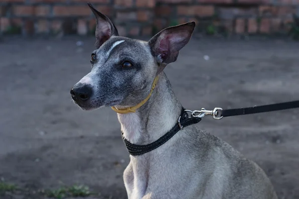 Un animal domestique est un chien. Dévotion — Photo