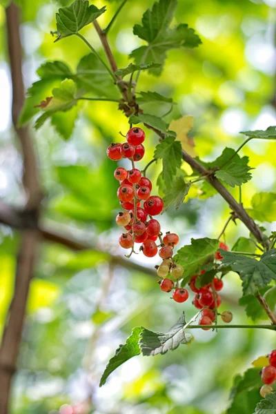 Rote Johannisbeere — Stockfoto