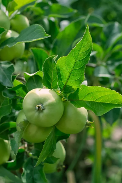 Verde, maçãs jovens — Fotografia de Stock