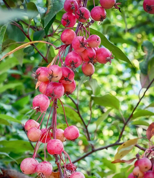 Ветка с карликовыми яблоками — стоковое фото