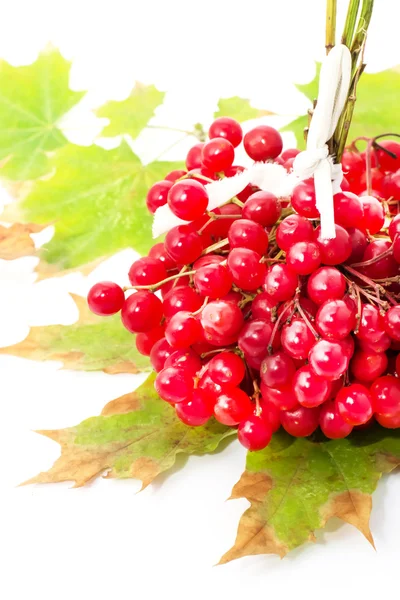 Fruit plants viburnum — Stock Photo, Image