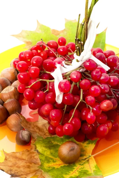 Fruit plants viburnum — Stock Photo, Image