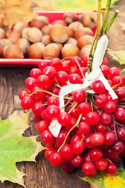 Fruchtpflanzen viburnum — Stockfoto